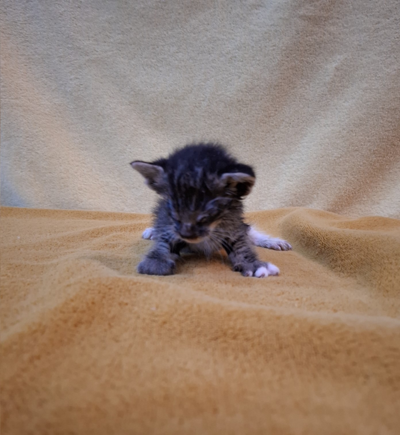 종료(자연사) 믹스…